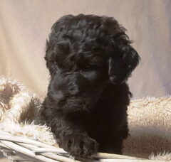 Foto 3 van de pups