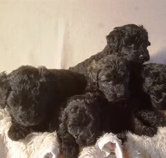 Foto 4 van de pups