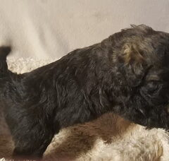 Foto 5 van de pups