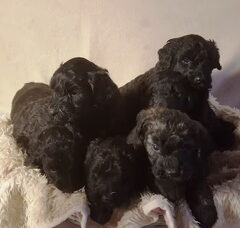 Foto 6 van de pups