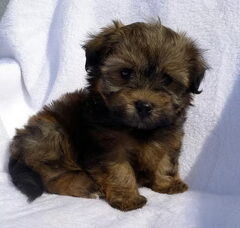 Foto 2 van de pups