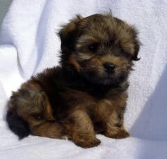 Foto 3 van de pups
