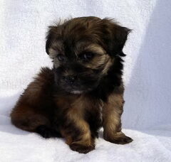 Foto 4 van de pups