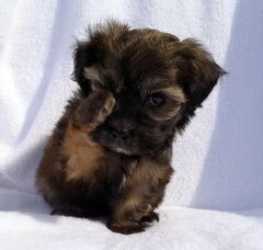 Foto 5 van de pups