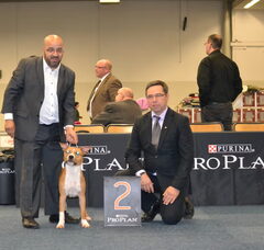Foto 2 van de pups