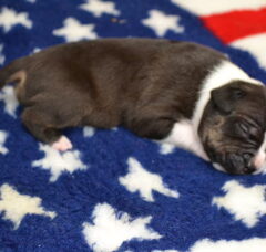 Foto 4 van de pups