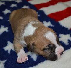 Foto 5 van de pups