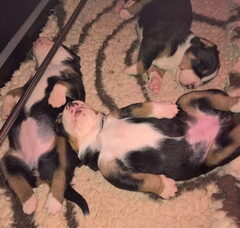 Foto 2 van de pups