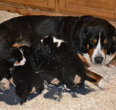 Foto 4 van de pups