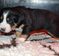 Foto 2 van de pups