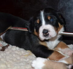 Foto 3 van de pups