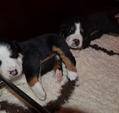 Foto 4 van de pups