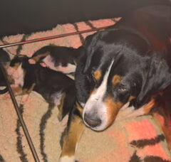 Foto 5 van de pups