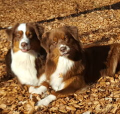 Foto 2 van Crystal Colors Australian shepherd kennel.