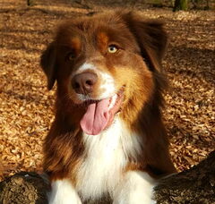 Foto 3 van Crystal Colors Australian shepherd kennel.