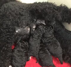 Foto 2 van de pups