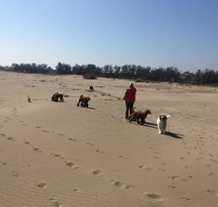 Foto 3 van de pups