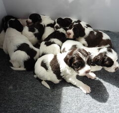 Foto 2 van de pups