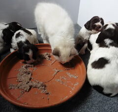 Foto 3 van de pups