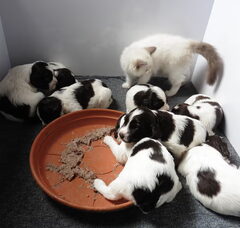 Foto 4 van de pups