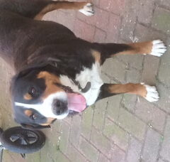 Foto 2 van de pups