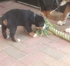 Foto 3 van de pups