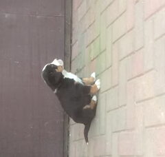 Foto 4 van de pups