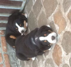 Foto 5 van de pups