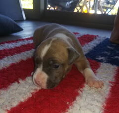 Foto 2 van de pups