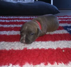 Foto 3 van de pups