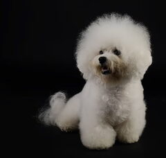 Foto 2 van de pups