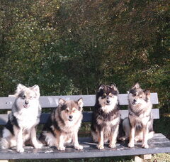 Foto 2 van Finse lappenhond kennel Bronnesteyn
