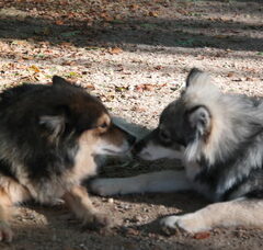 Foto 3 van Finse lappenhond kennel Bronnesteyn