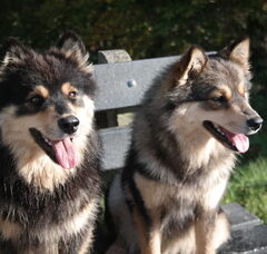 Foto 4 van Finse lappenhond kennel Bronnesteyn