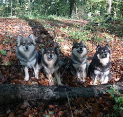 Foto 5 van Finse lappenhond kennel Bronnesteyn