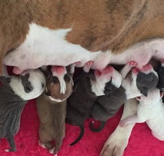 Foto 2 van de pups