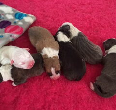Foto 3 van de pups