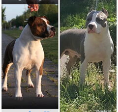 Foto 4 van de pups