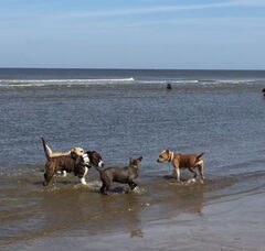 Foto 2 van Dirk's Amstaff