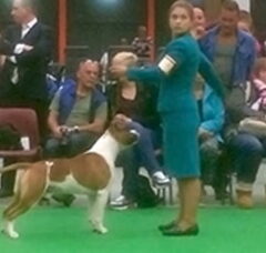 Foto 3 van Dirk's Amstaff