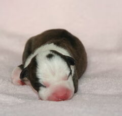 Foto 5 van de pups