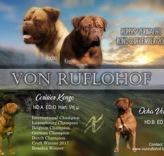 Foto 4 van de pups