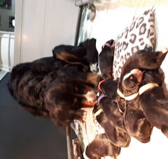Foto 2 van Kennel. debernaju