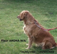 Foto 2 van Golden Retriever Kennel Aroha Wai