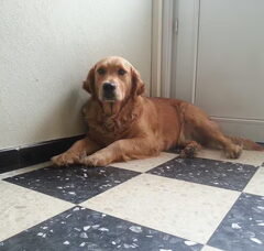 Foto 3 van Golden Retriever Kennel Aroha Wai