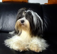 Foto 2 van de pups