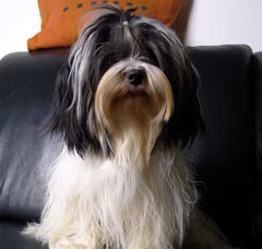 Foto 3 van de pups
