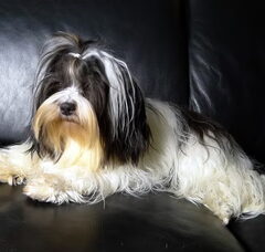 Foto 4 van de pups