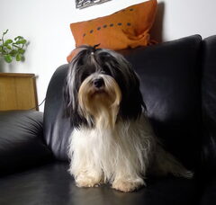 Foto 5 van de pups