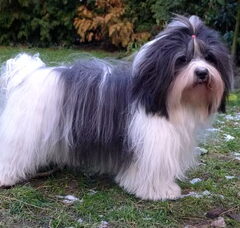 Foto 6 van de pups